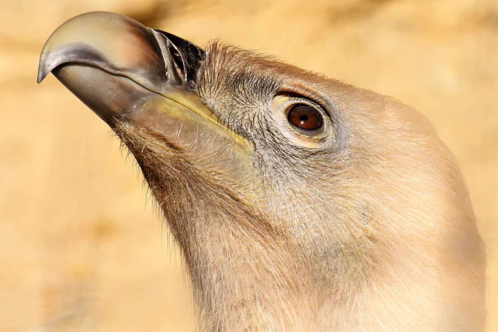 Nikon D7200 sample photo. Vulture, bird, bird of photography