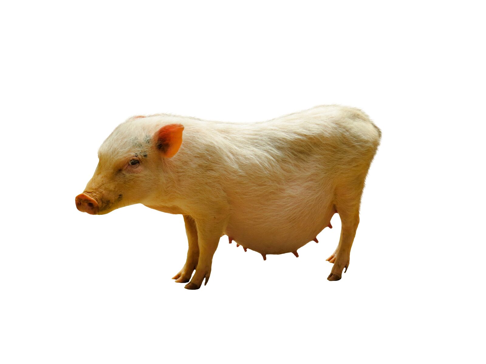 Canon PowerShot SX50 HS sample photo. Animals, pig, minnischwein photography