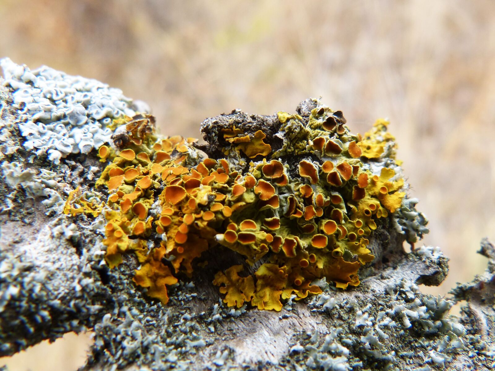 Panasonic DMC-FZ62 sample photo. Branch, lichen, lichens photography