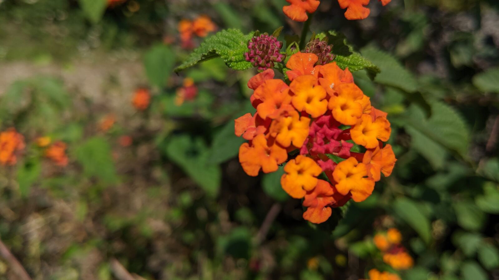 Google Pixel 2 sample photo. Flowers, wildflowers, nature photography