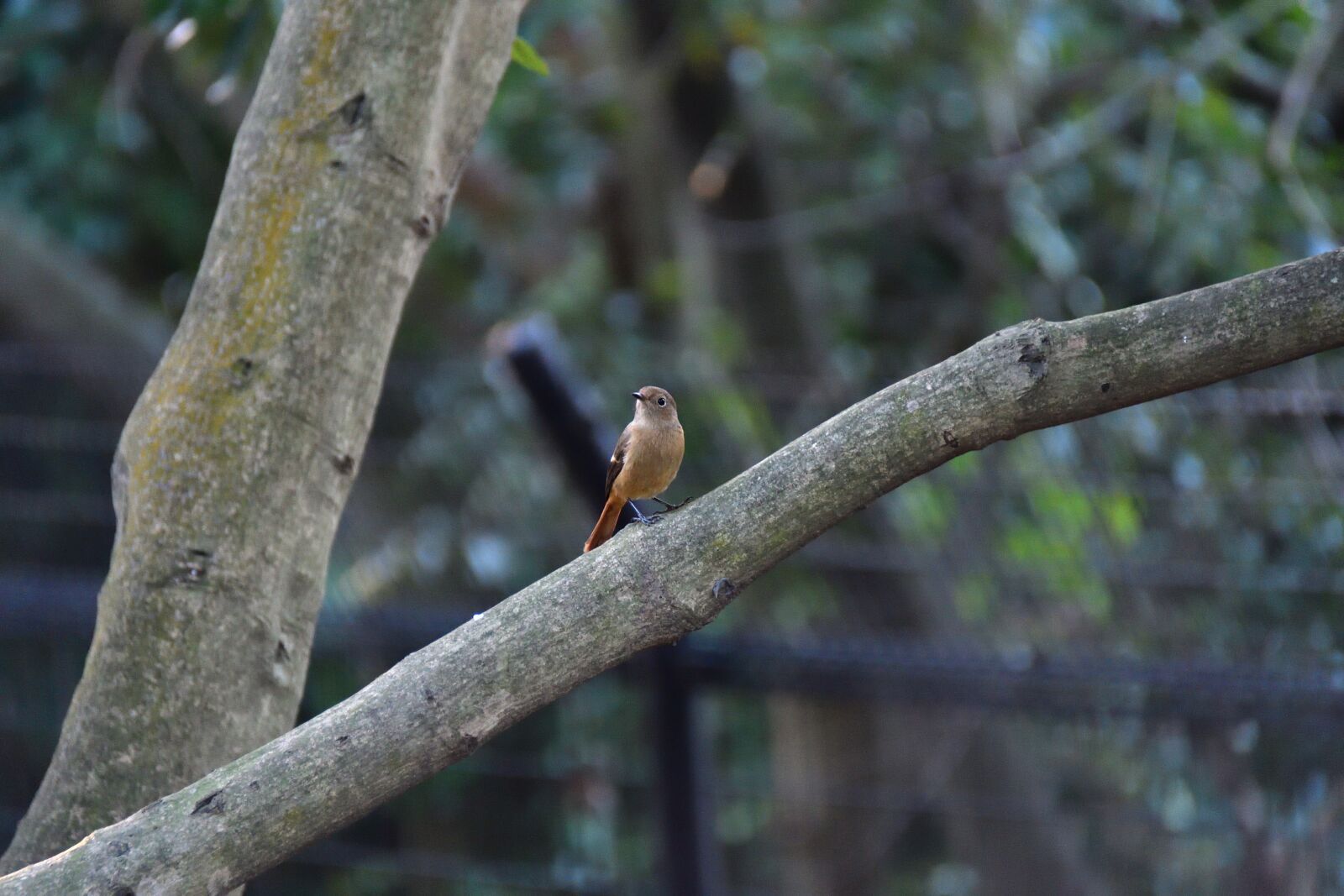 Nikon D500 sample photo. Natural, outdoors, wild animals photography