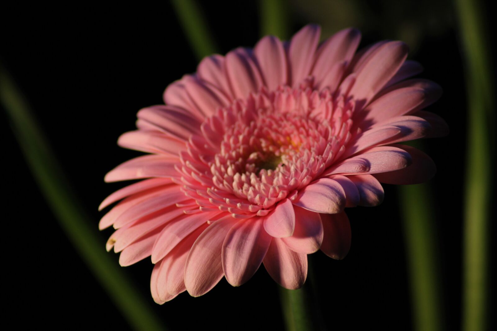 Canon EOS 1100D (EOS Rebel T3 / EOS Kiss X50) sample photo. Gerbera, background, nature photography