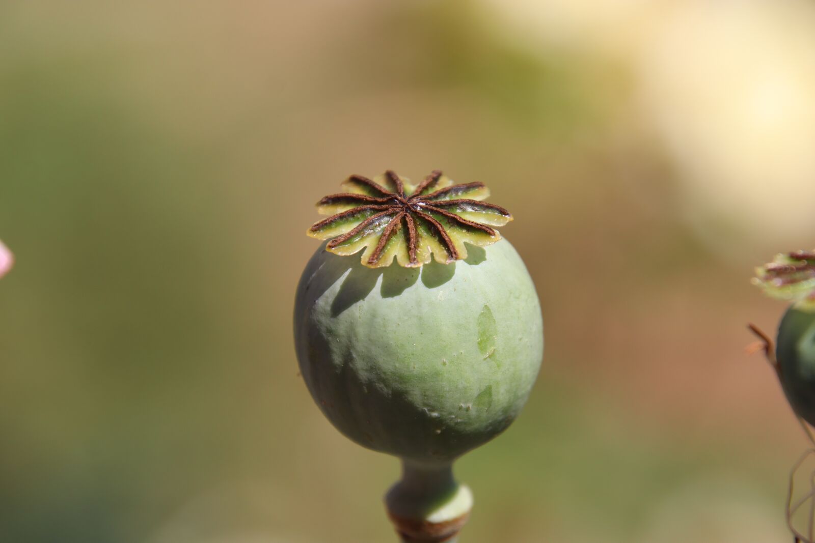 Canon EOS 800D (EOS Rebel T7i / EOS Kiss X9i) sample photo. Poppy, fruit, nature photography