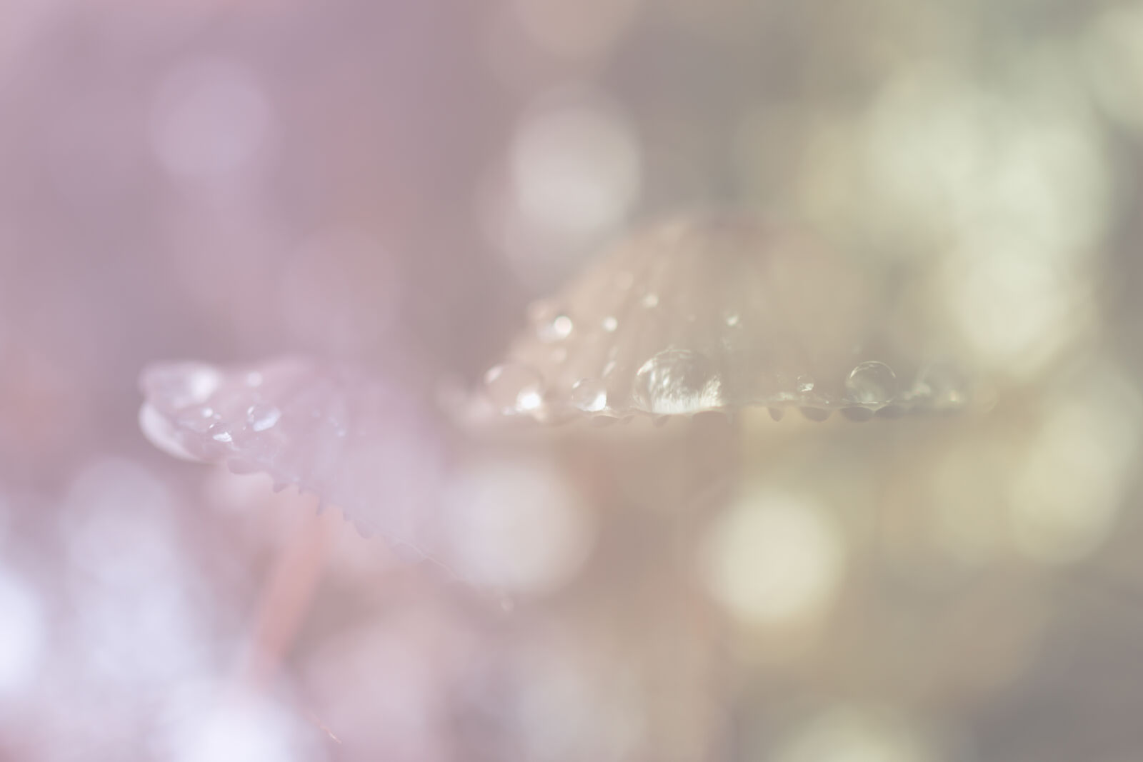 Canon EOS 70D + Canon EF 100mm F2.8L Macro IS USM sample photo. Autumn, beautiful, dewdrops, fragile photography
