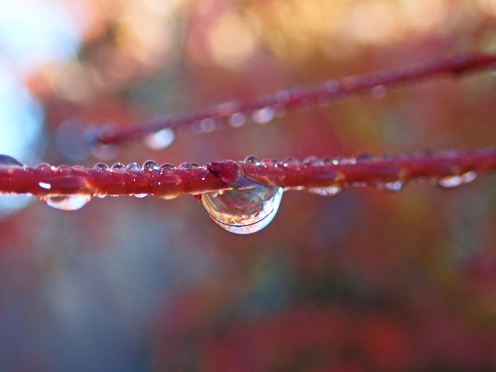 Olympus TG-5 sample photo. Water drops, refraction, drip photography