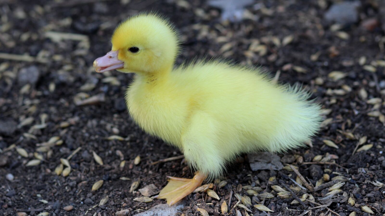 Canon EOS 700D (EOS Rebel T5i / EOS Kiss X7i) + Canon EF 85mm F1.8 USM sample photo. Duckling, birds, yellow photography