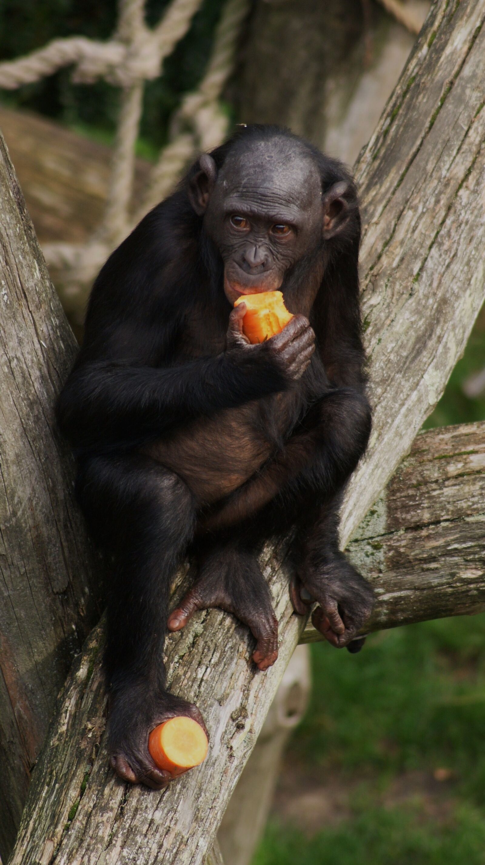 Sony DT 55-200mm F4-5.6 SAM sample photo. Animal, ape, chimpanzee, eating photography