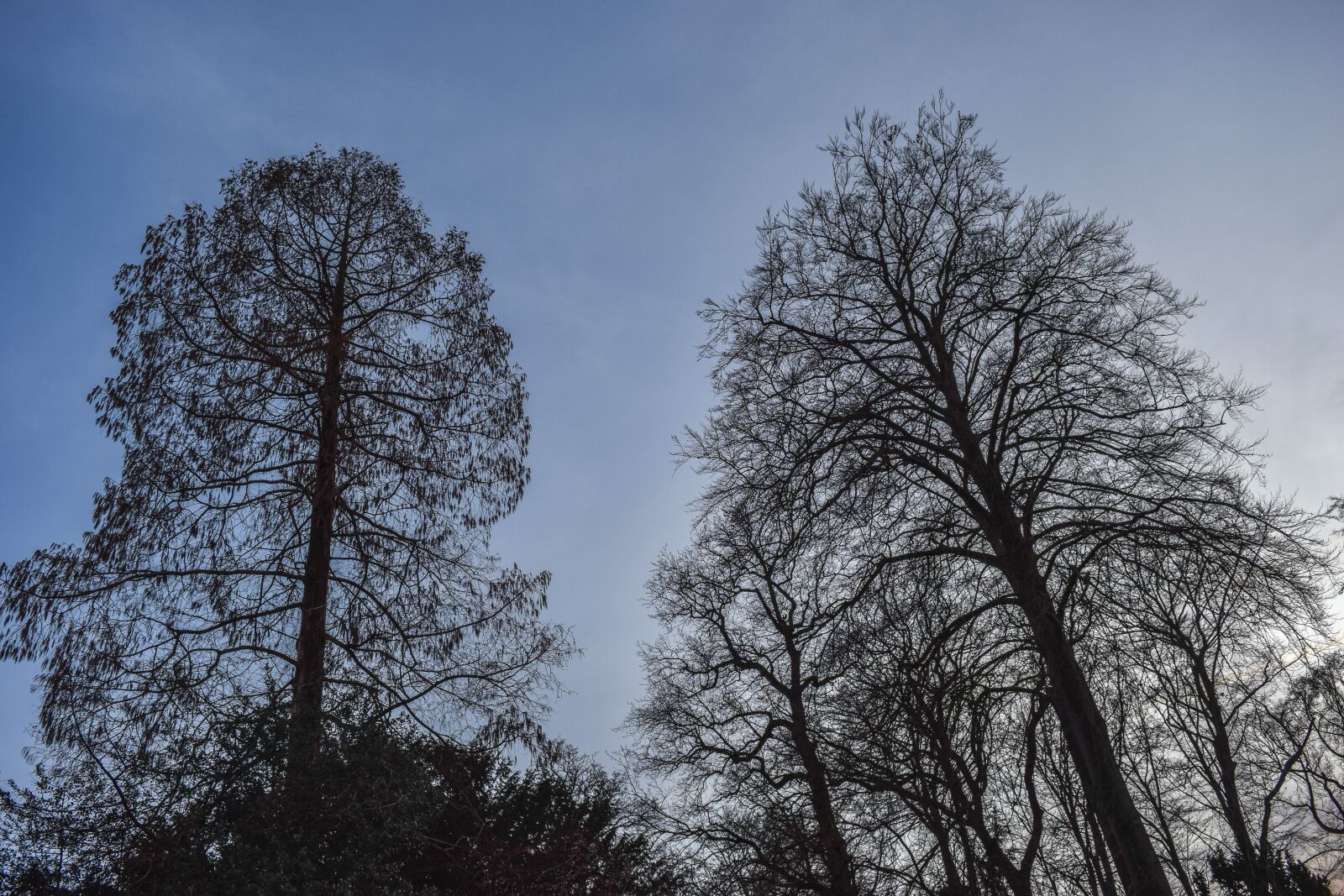 Nikon D3300 sample photo. Forest, landscape, nature photography