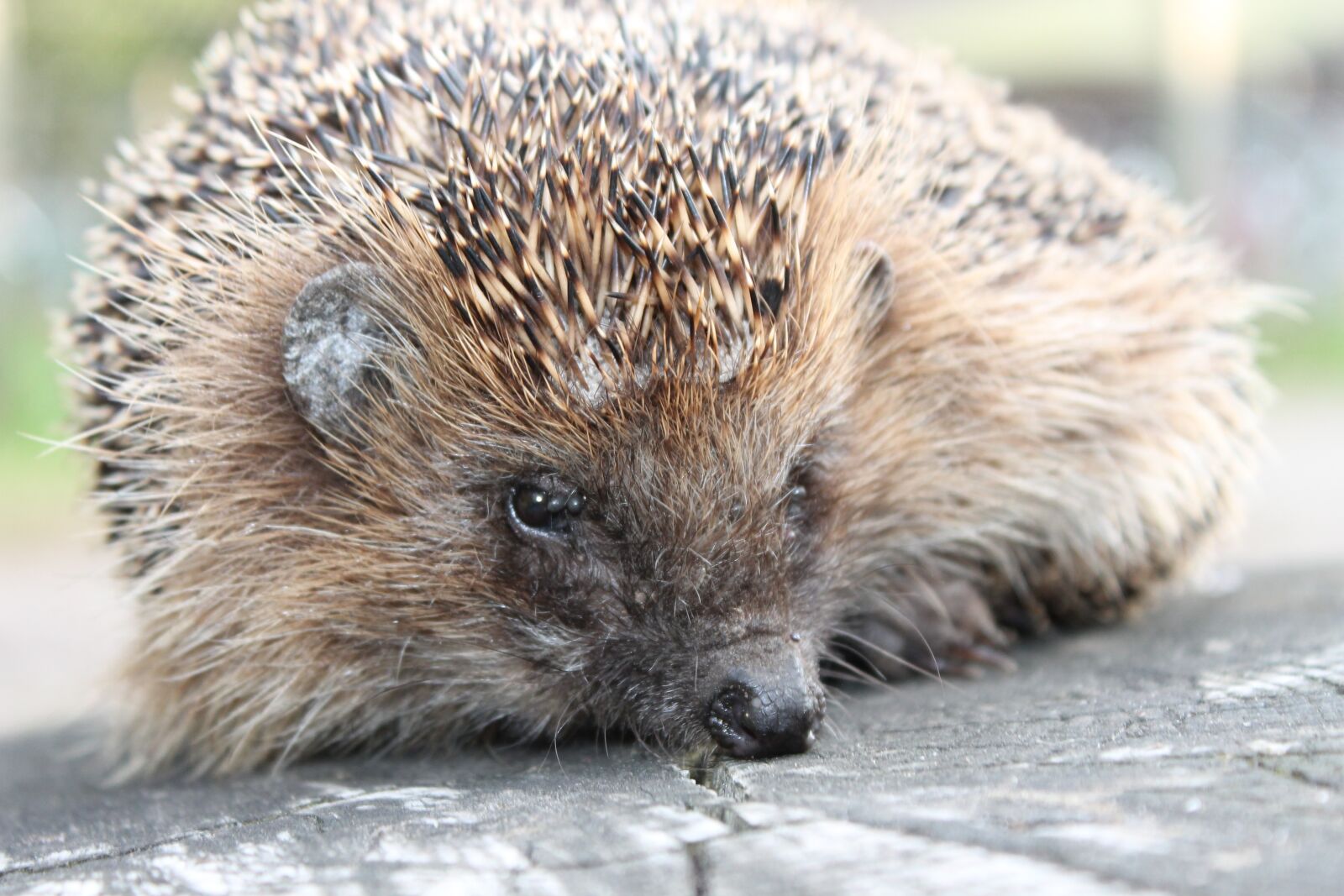 Canon EOS 1100D (EOS Rebel T3 / EOS Kiss X50) sample photo. Hedgehog, garden, front photography