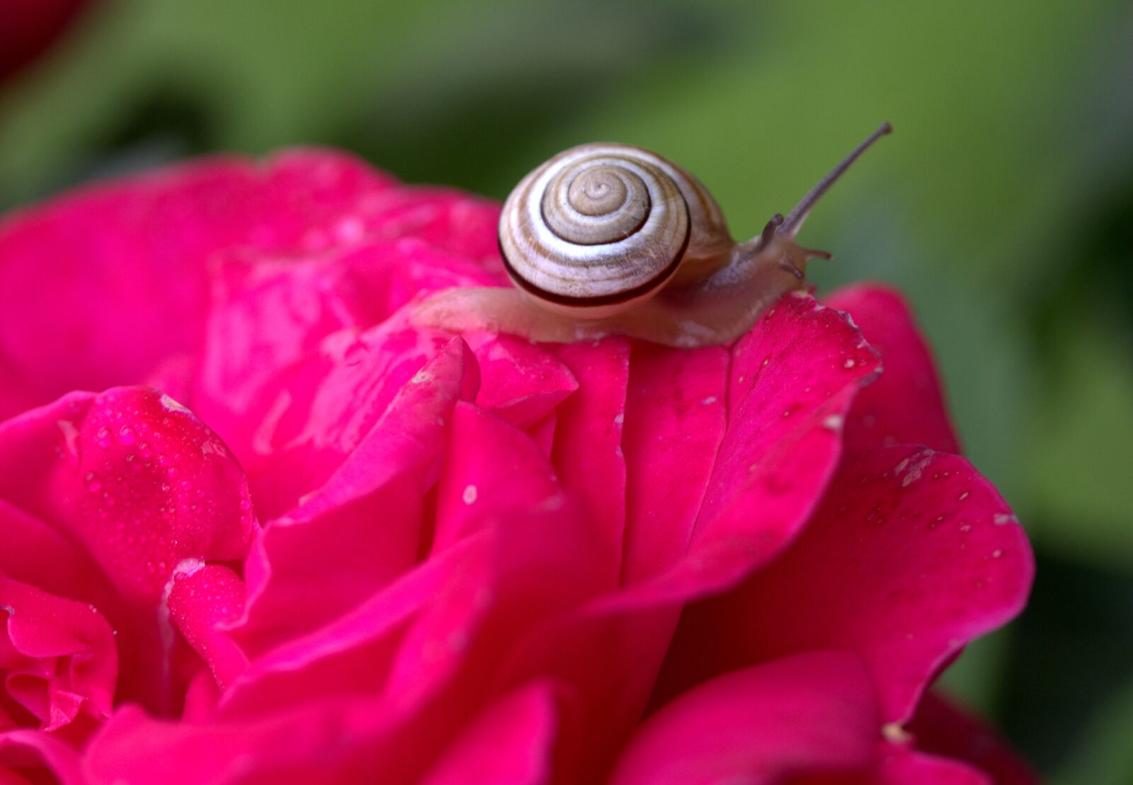 Canon EF-S 60mm F2.8 Macro USM sample photo. Snail, rose, petals photography