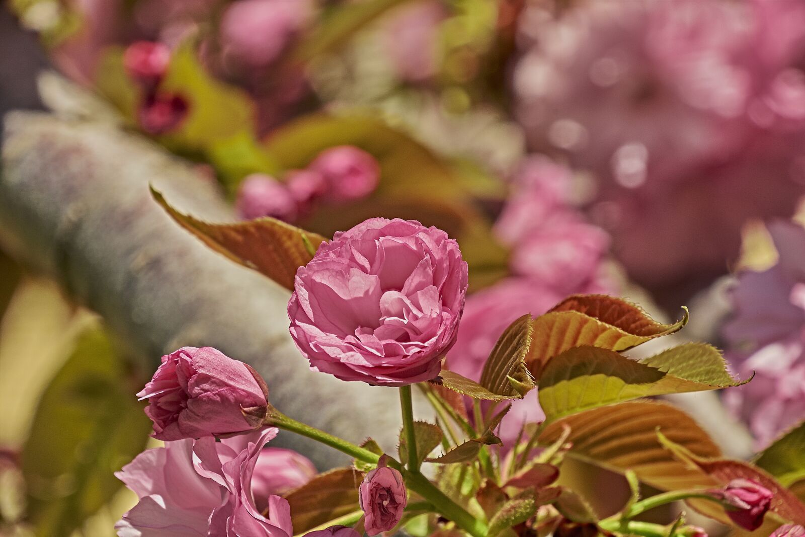 Nikon D7200 sample photo. Flower, cherry, spring photography