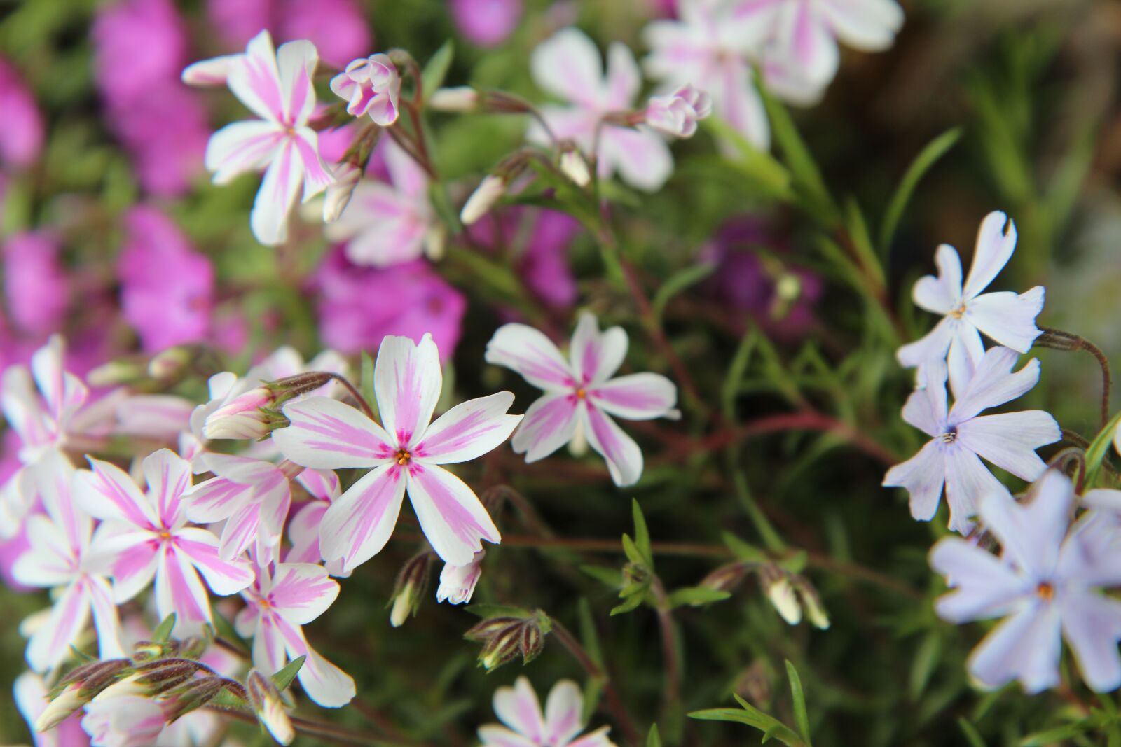 Canon EOS 600D (Rebel EOS T3i / EOS Kiss X5) sample photo. Phlox, phlox pink white photography