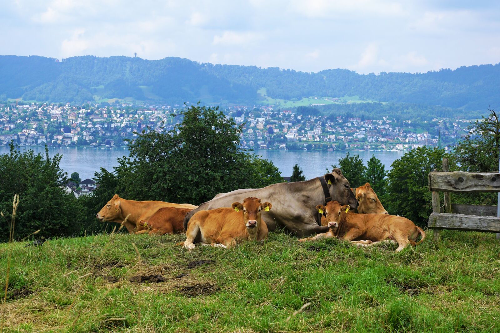 Sony ILCA-77M2 + Sony DT 16-50mm F2.8 SSM sample photo. Switzerland, cow, mountain photography