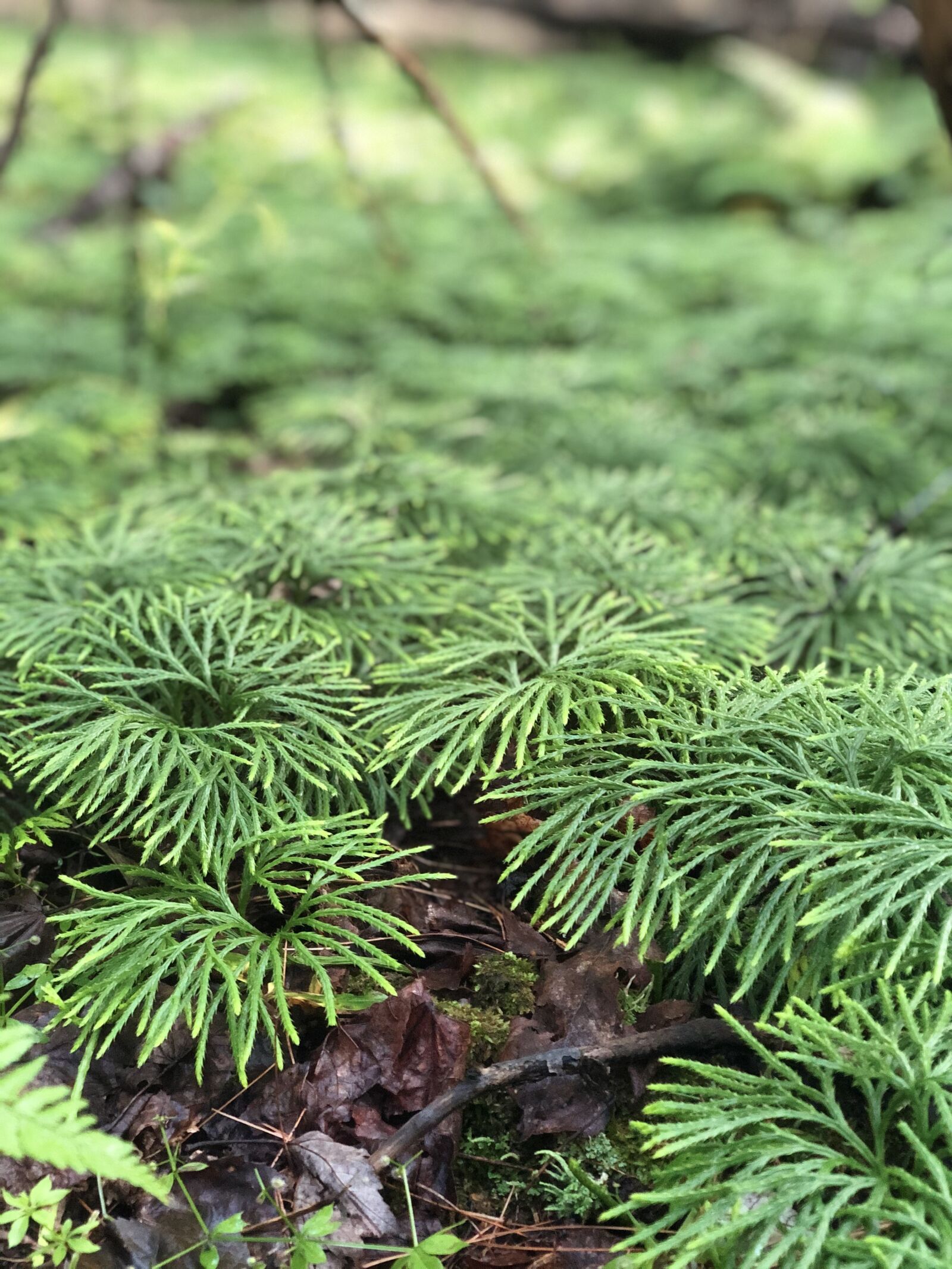 iPhone X back dual camera 6mm f/2.4 sample photo. New york, mountain, biking photography