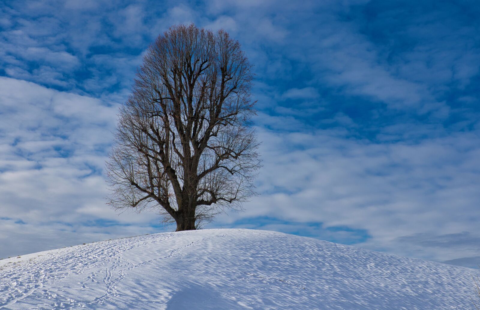 Canon EOS M50 (EOS Kiss M) + Sigma 35mm F1.4 DG HSM Art sample photo. Tree, snow, landscape photography