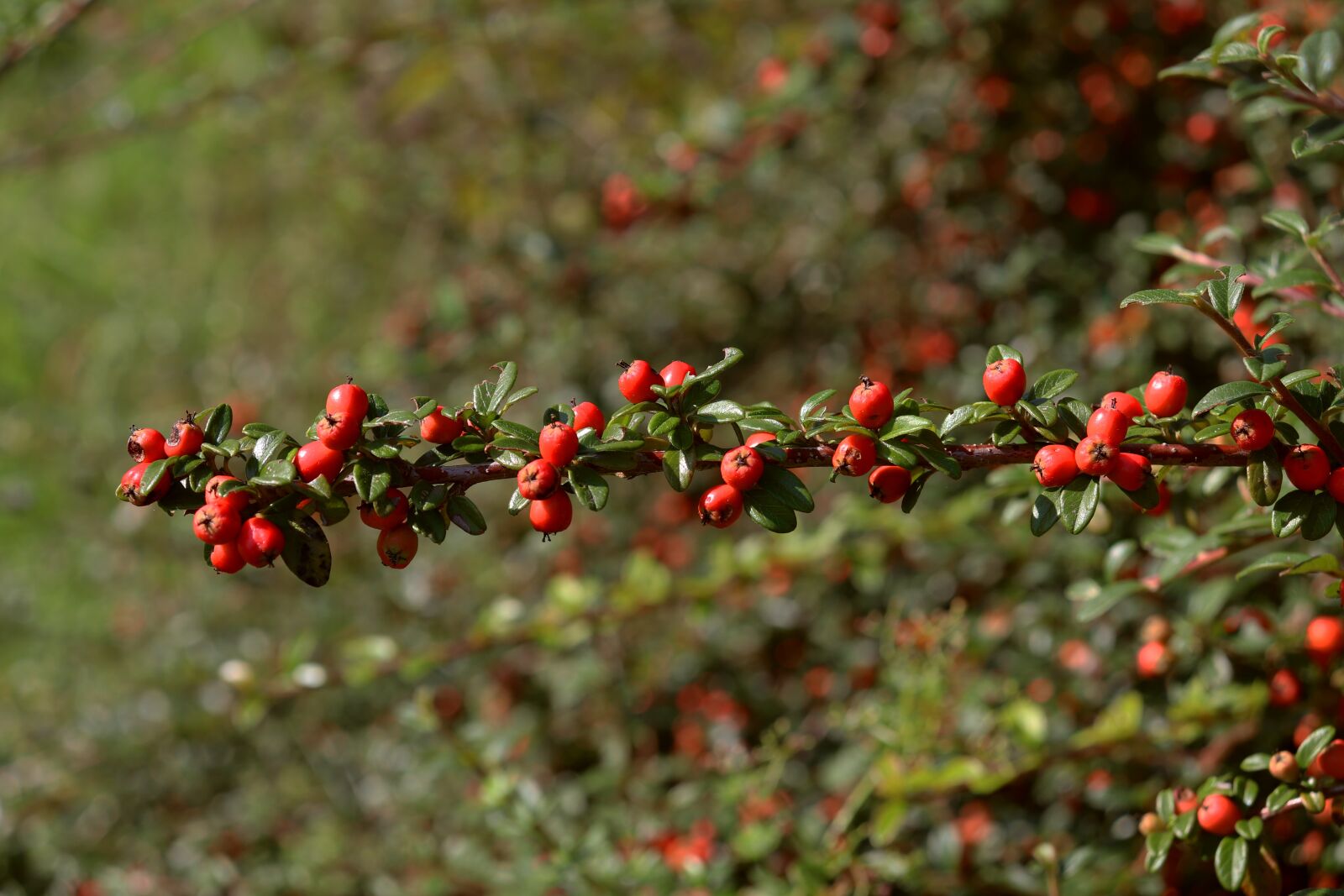 Canon EOS 800D (EOS Rebel T7i / EOS Kiss X9i) sample photo. Firethorn, autumn, bush photography