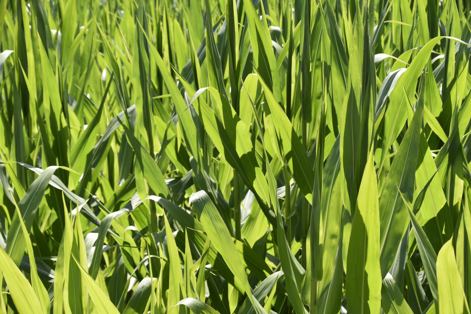 Nikon D5600 sample photo. Green leaves, corn husks photography