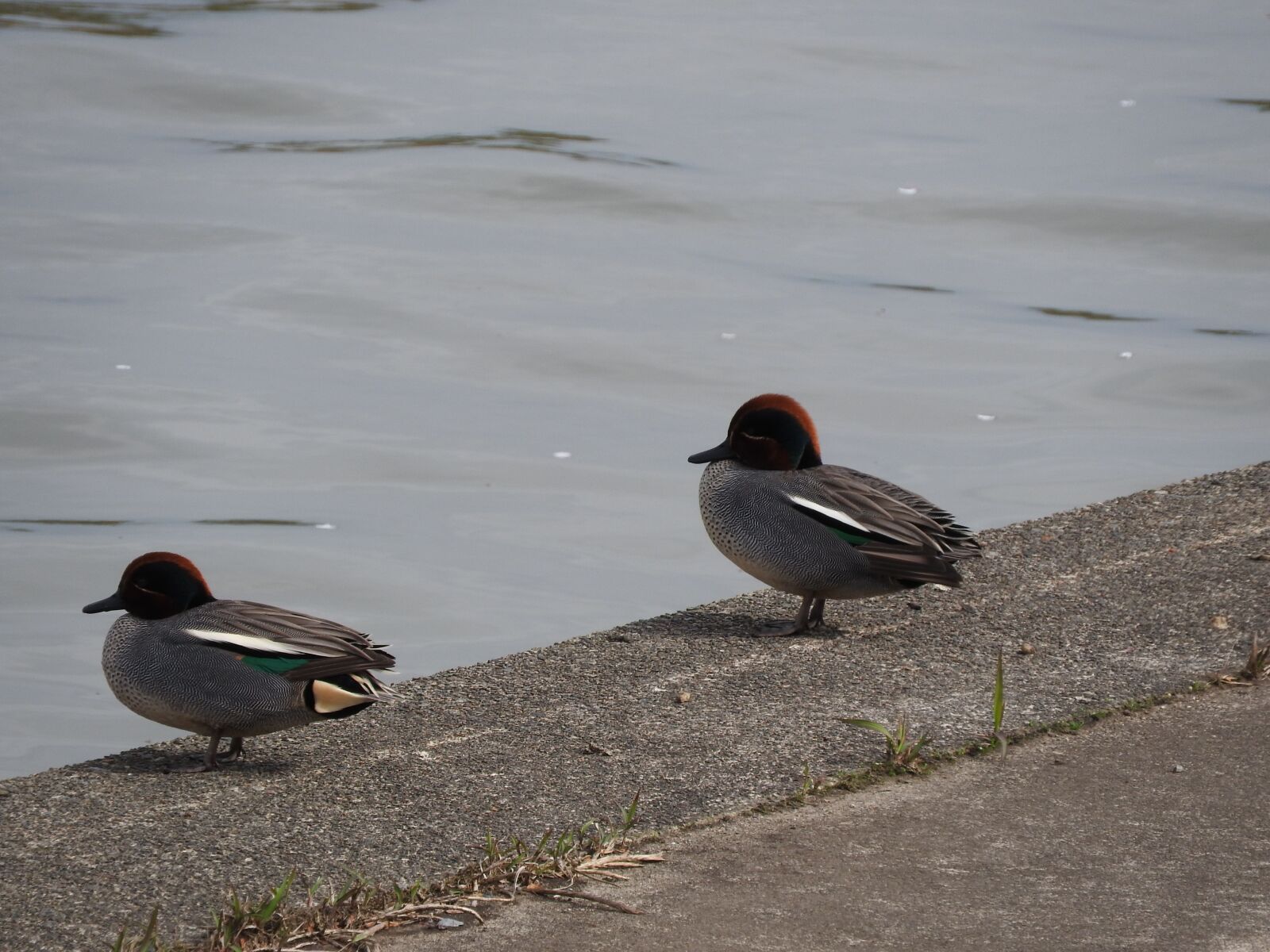 Nikon Coolpix P610 sample photo. Ducks, bird, lake photography
