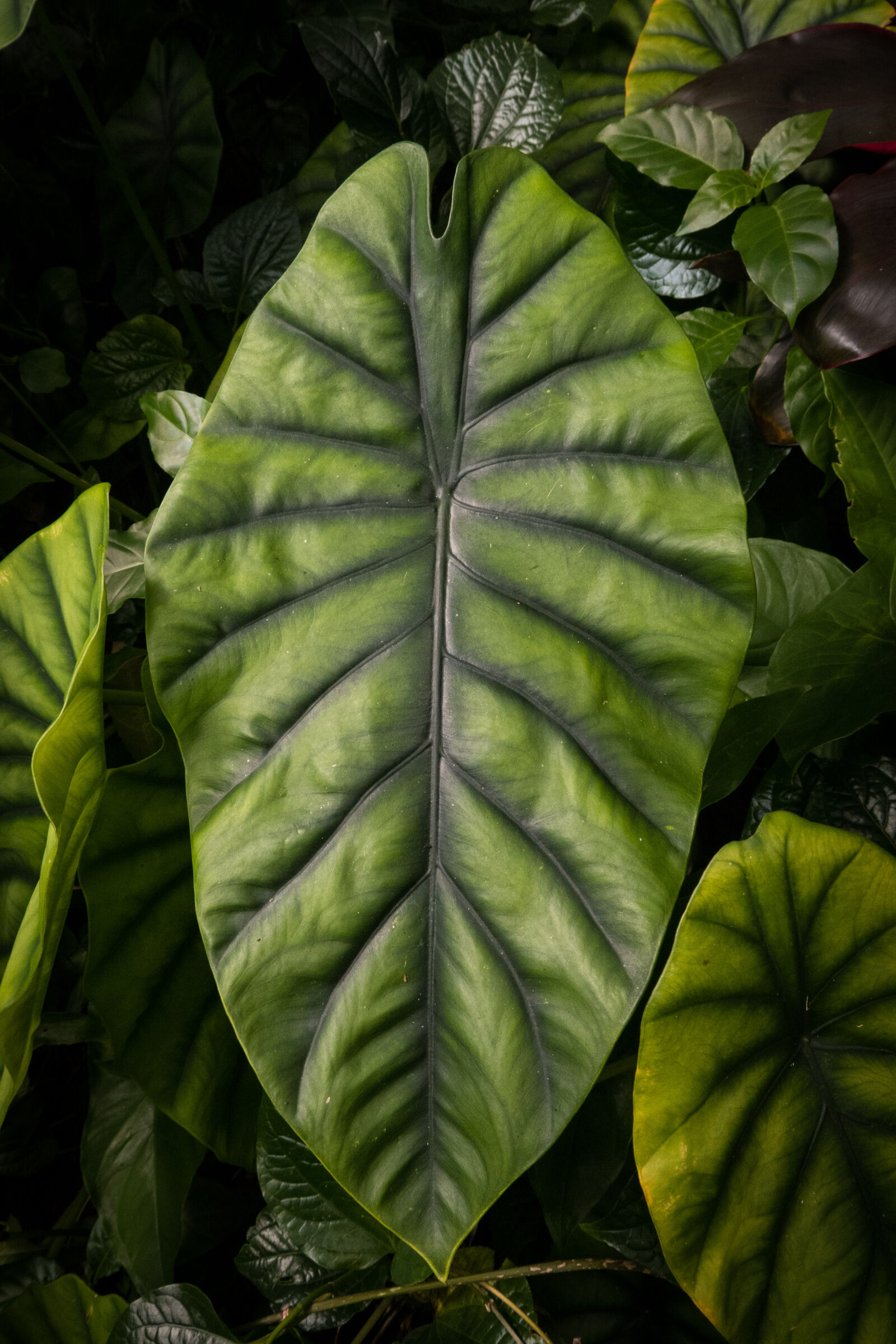 Canon PowerShot G3 X sample photo. Beautiful, botanical, bright, close photography