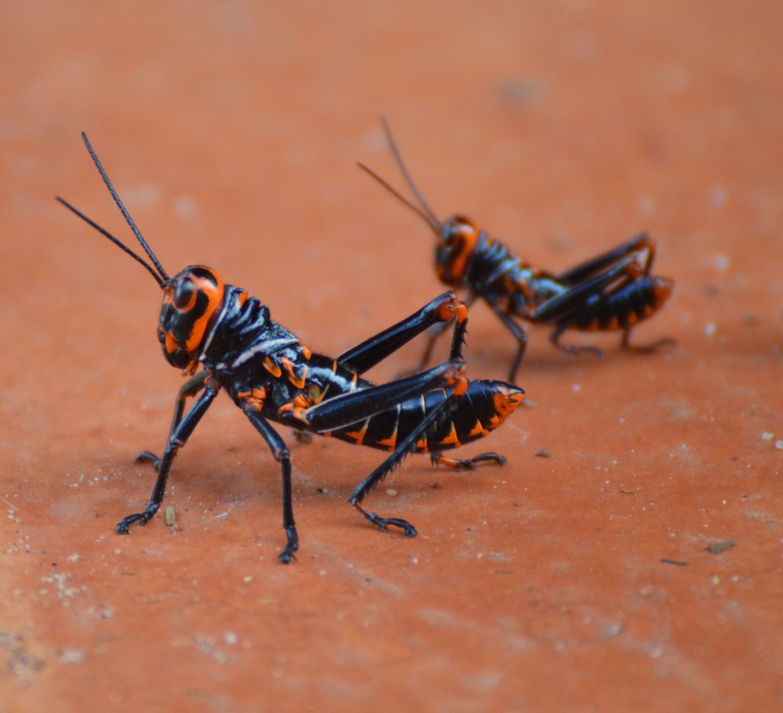 Nikon D3200 sample photo. Grasshopper, nature, guyana photography