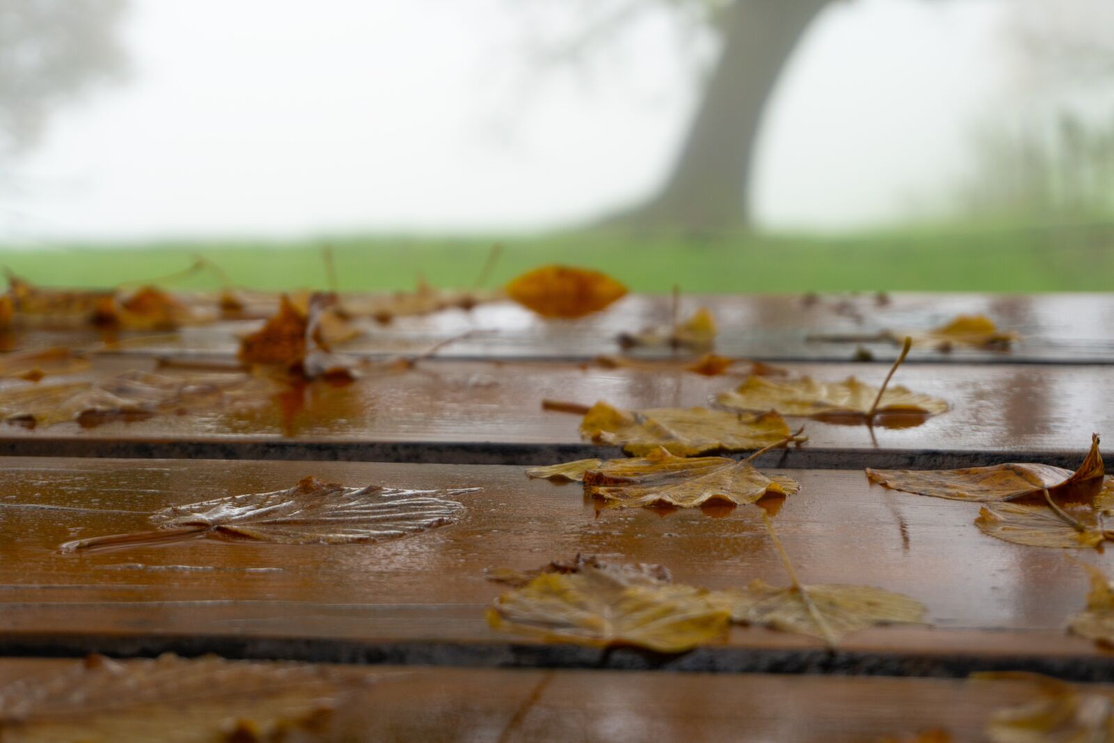 Sony a6500 sample photo. Trees, fog, autumn photography