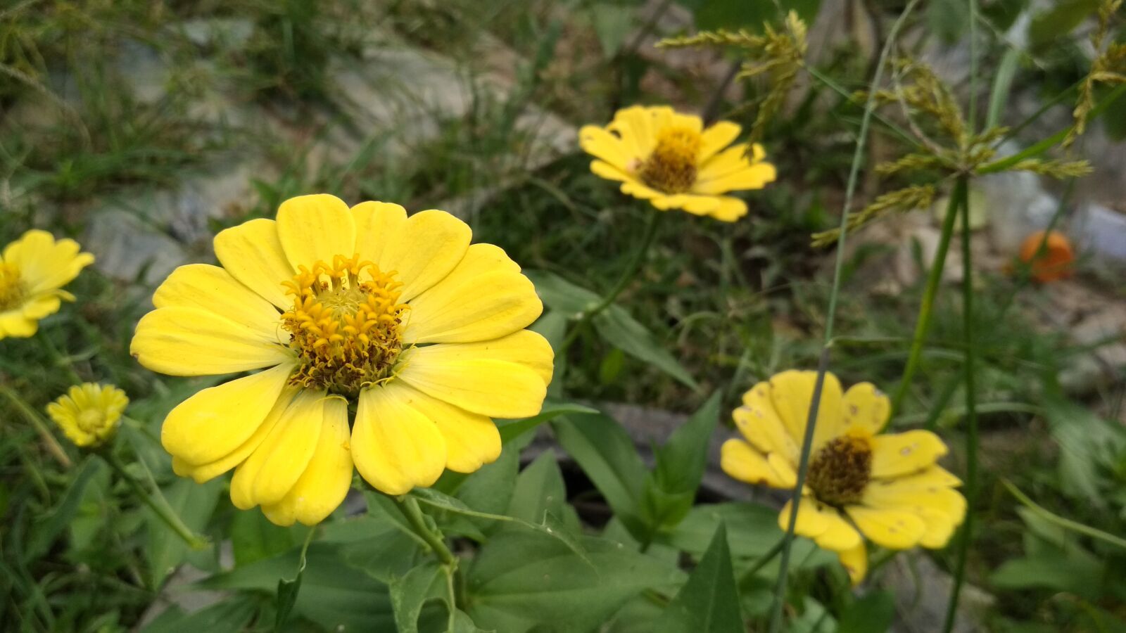 Xiaomi Redmi 4X sample photo. Flowers, yellow, green photography