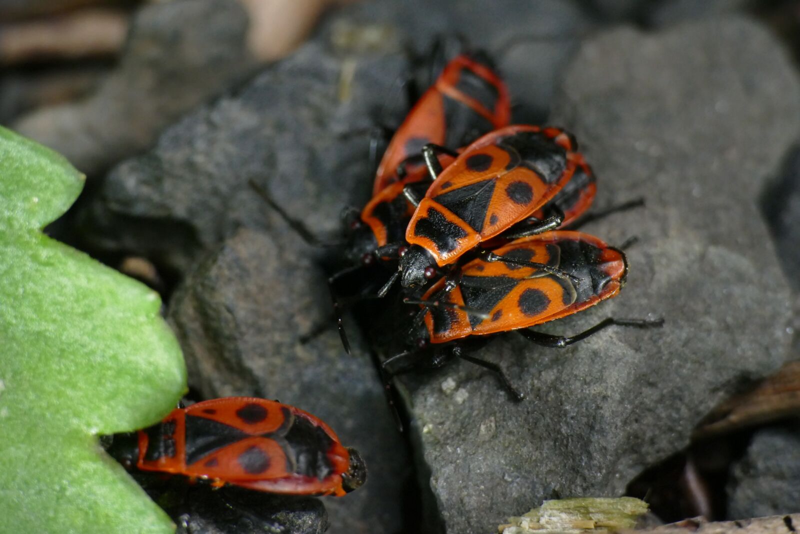 Panasonic Lumix DMC-FZ1000 sample photo. Macro, nasty fire bug photography