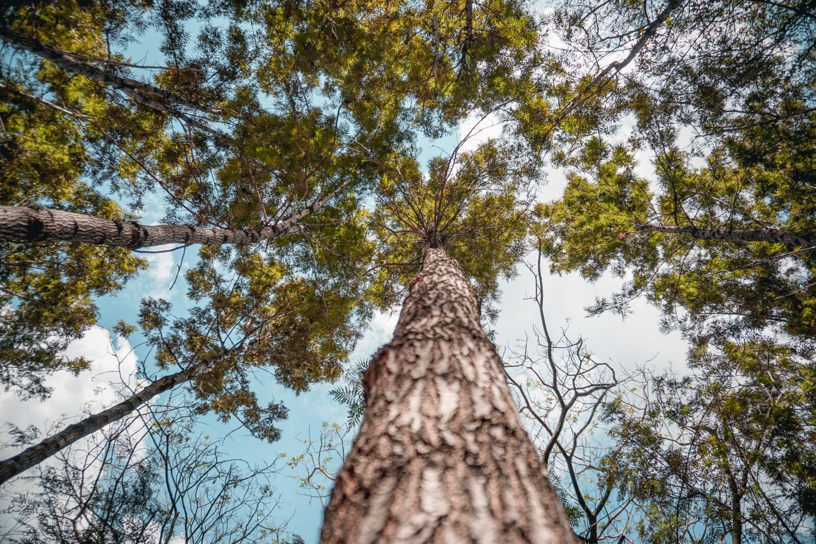 Sony a6300 sample photo. Tree, nature, wood photography