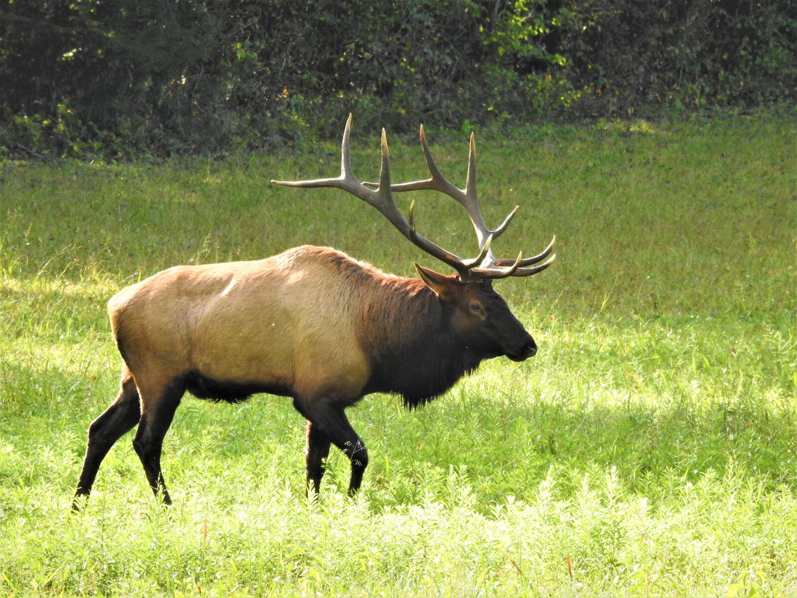 Nikon Coolpix P900 sample photo. Elk, nature, animal photography
