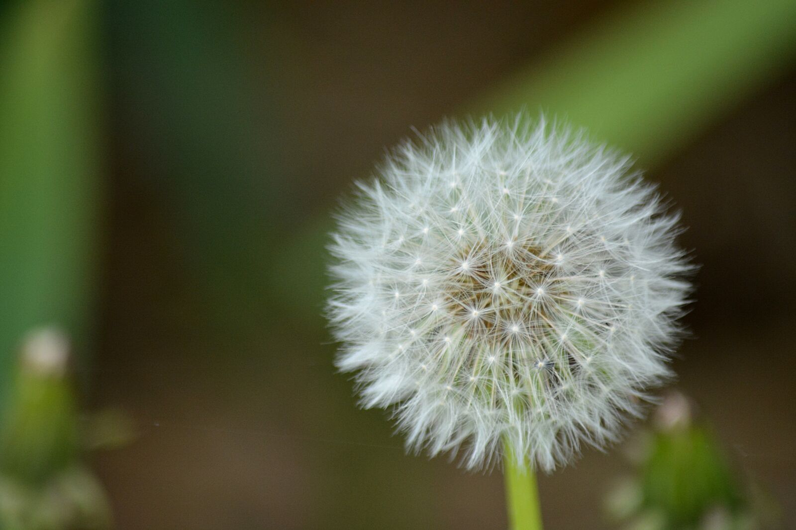 Nikon D5200 sample photo. Flower, dandelion, nature photography