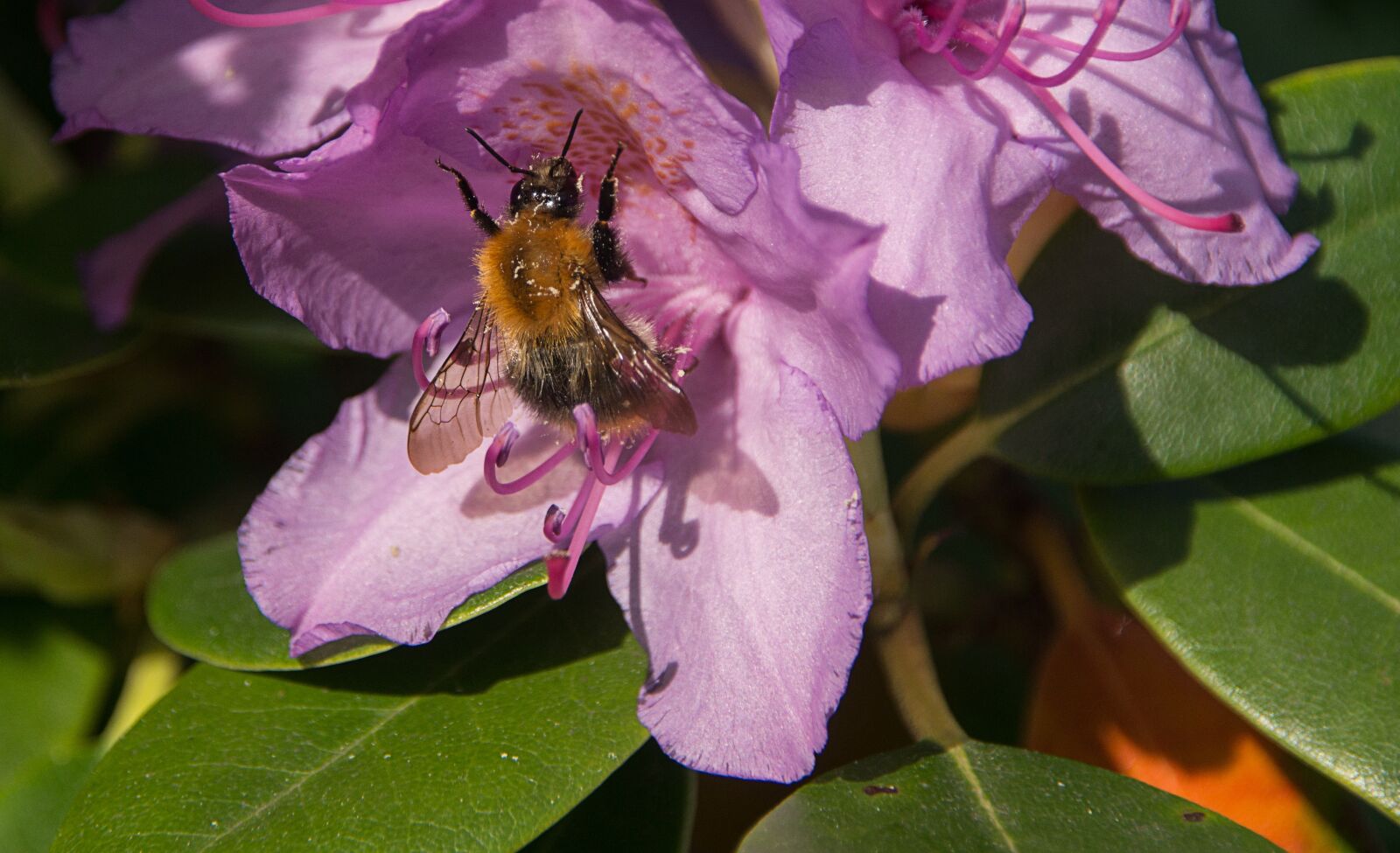 Sony SLT-A57 sample photo. Hummel, rhododendrons, purple photography