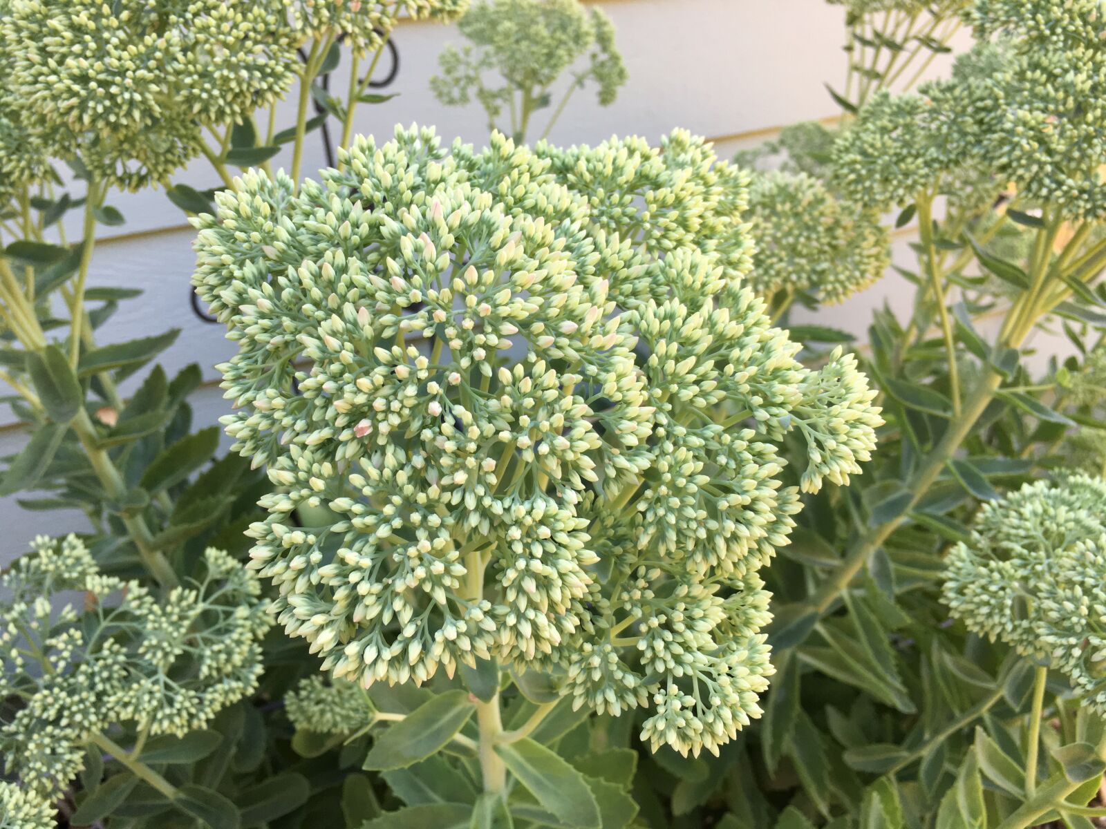 iPhone 6s back camera 4.15mm f/2.2 sample photo. Autumn, sedum photography