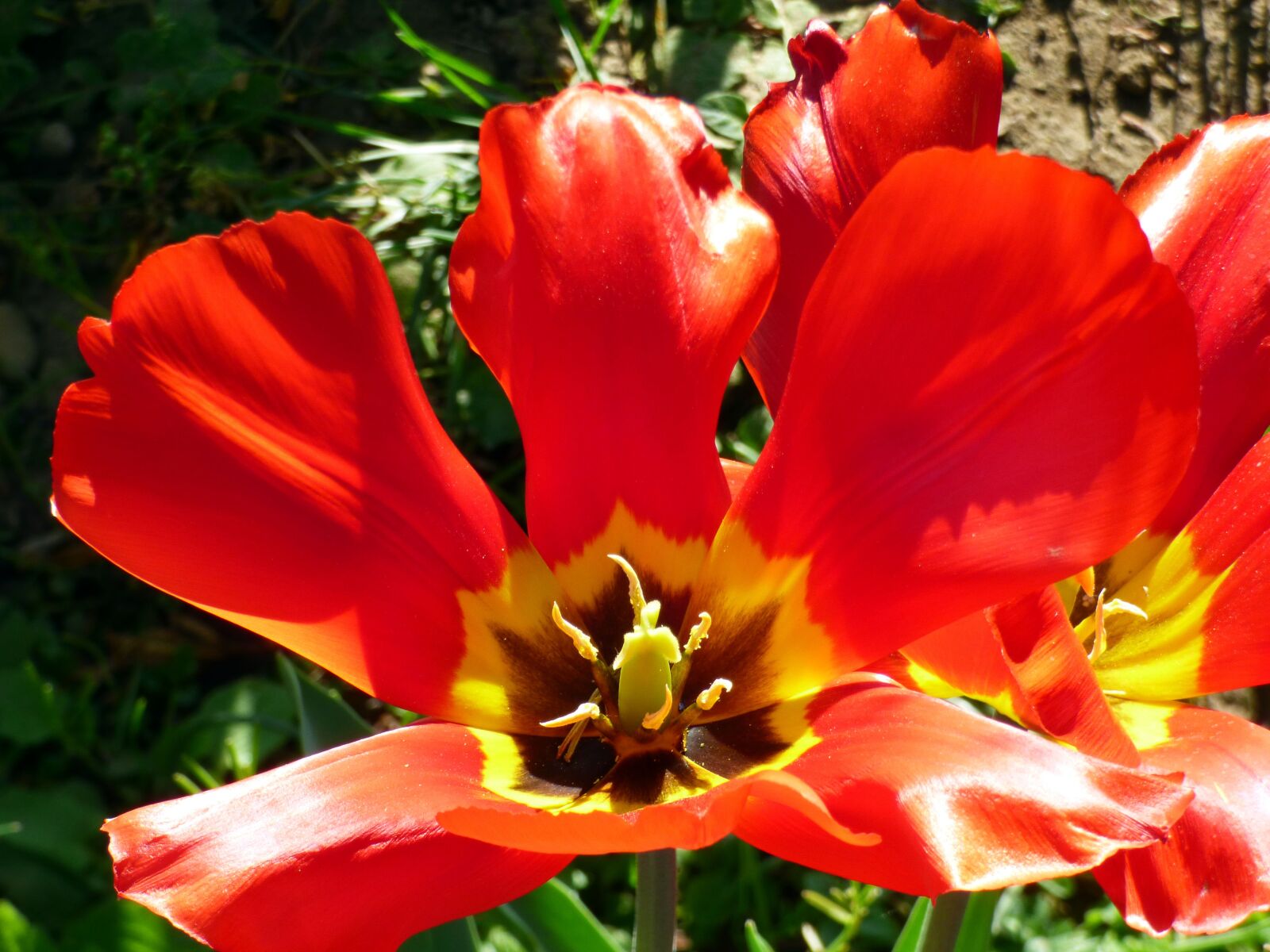 Panasonic DMC-FZ72 sample photo. Tulips, flowers, spring photography