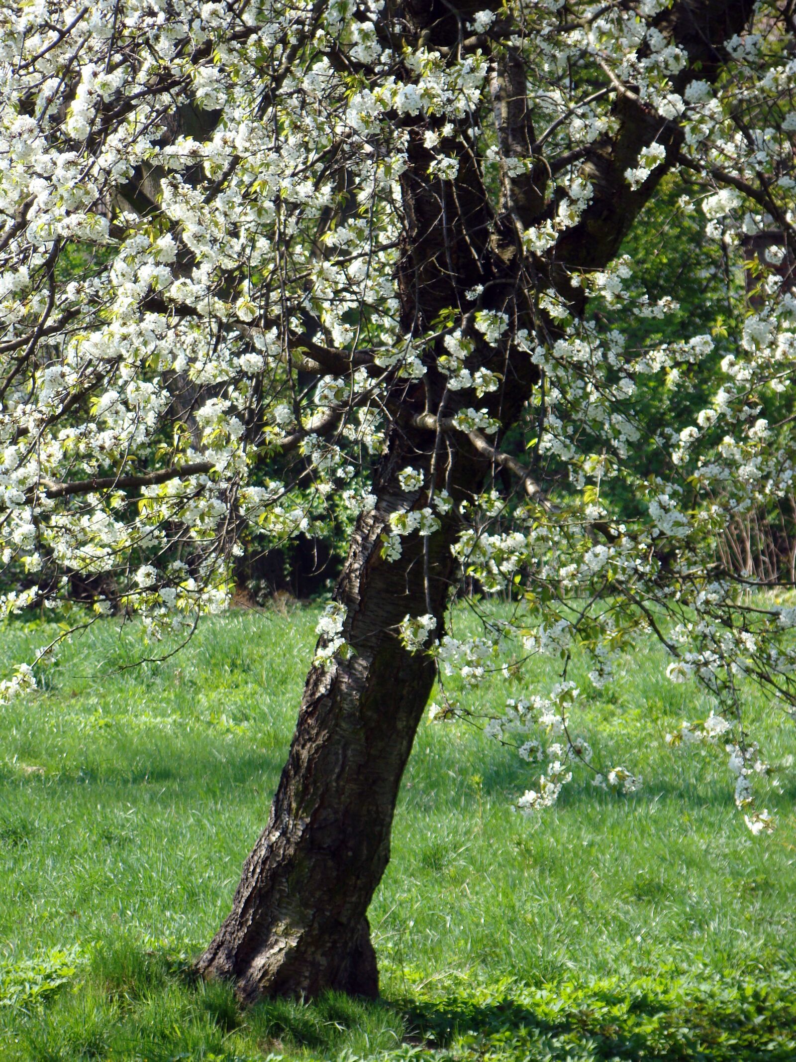 Sony Cyber-shot DSC-H50 sample photo. Apple, flowers, blooms photography