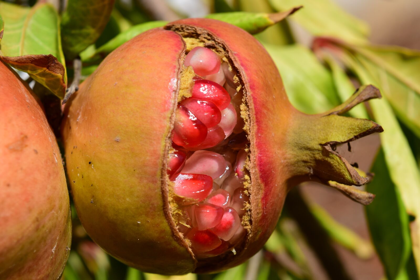 Nikon D3300 sample photo. Pomegranate, pomegranate seeds, close photography