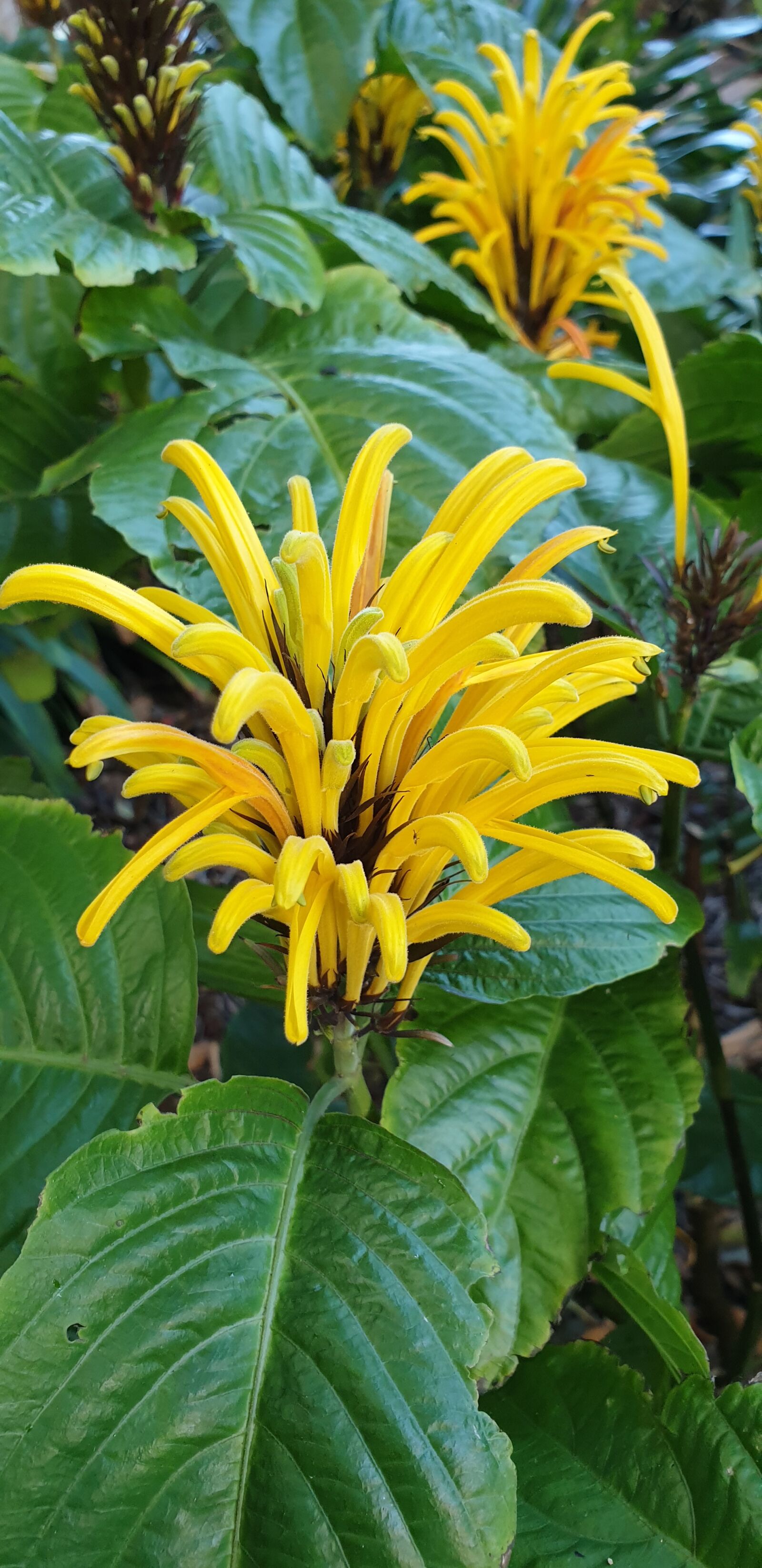 Samsung Galaxy Note9 sample photo. Flowers, botanical garden, puerto photography