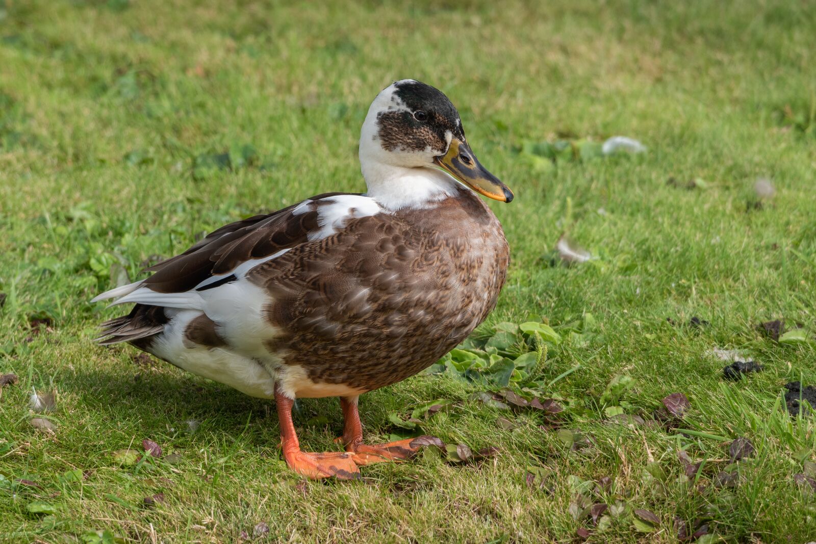 Nikon D750 sample photo. Duck, bird, animal photography