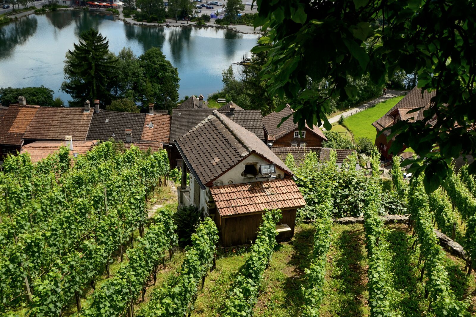 Nikon D3100 sample photo. Vineyard, be mountain, grapes photography