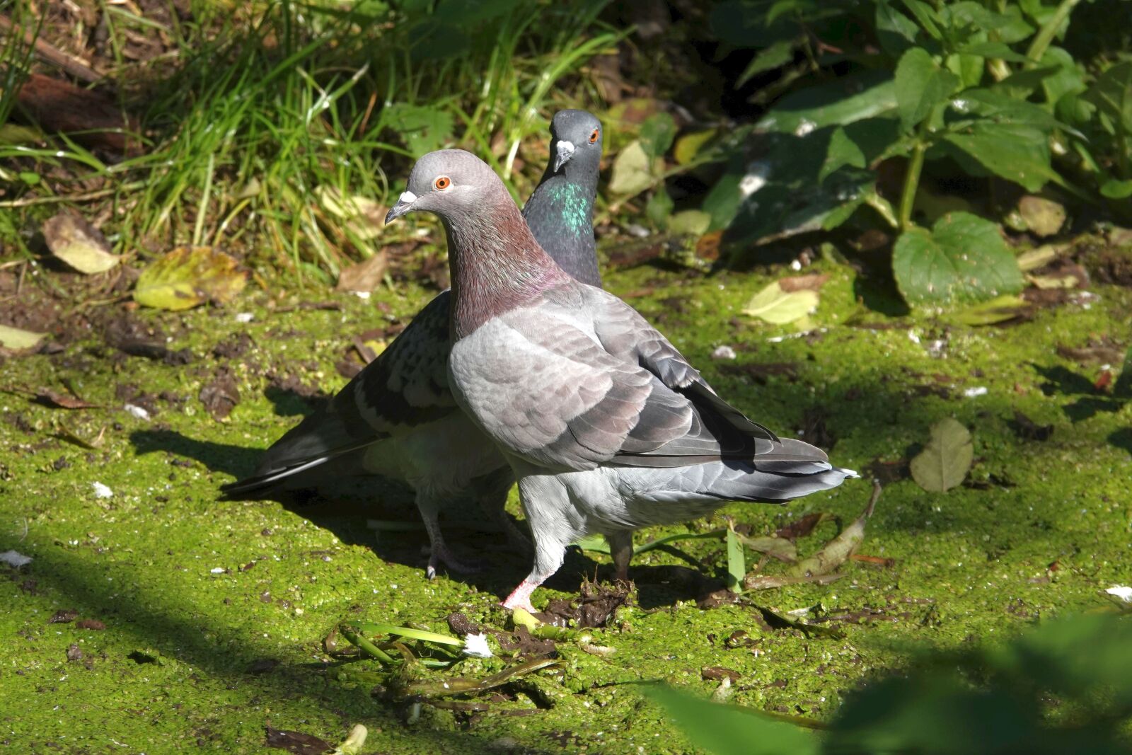 Sony Cyber-shot DSC-RX10 IV sample photo. Pigeons, birds, animal world photography