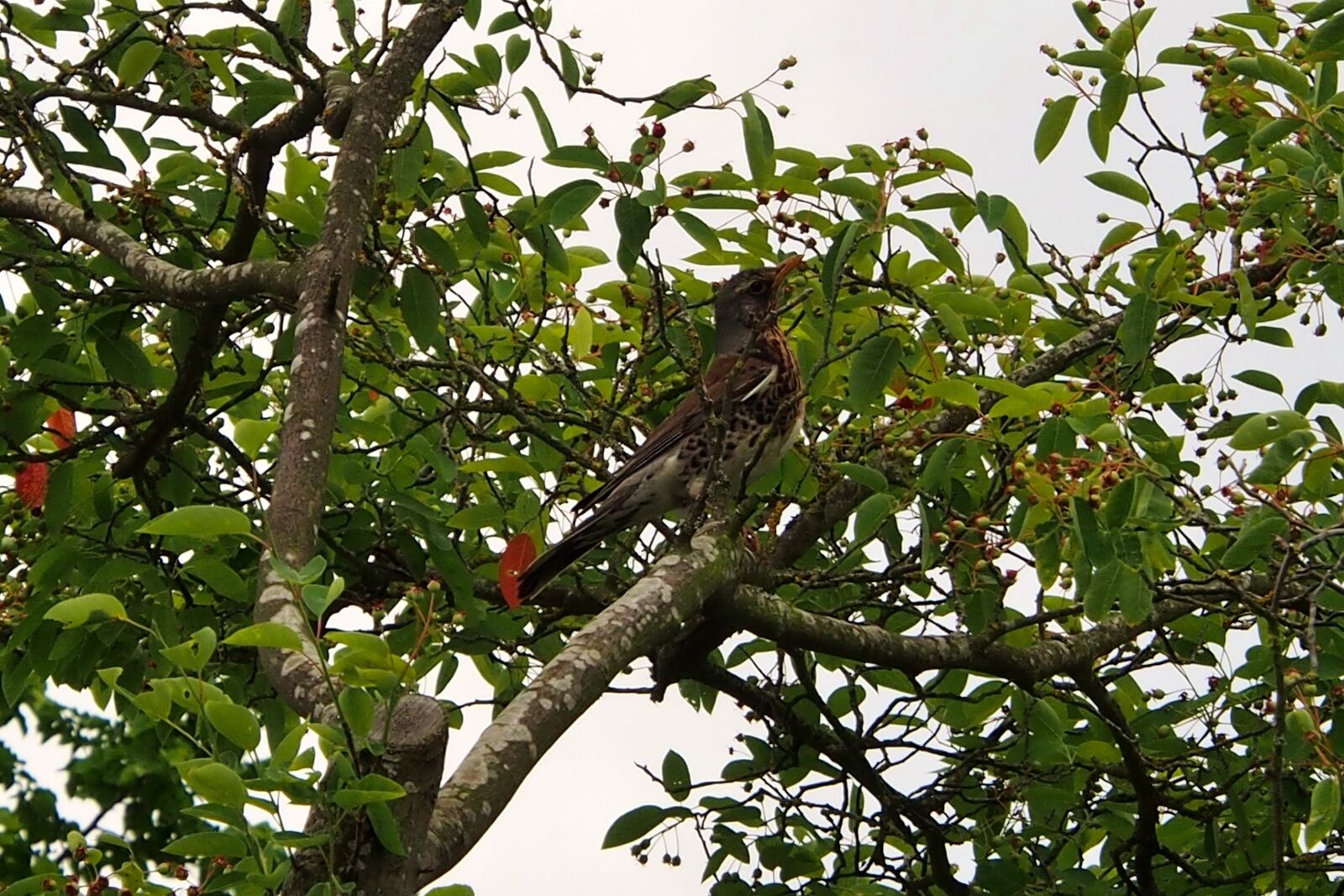 Olympus OM-D E-M5 sample photo. Bird, tree, nature photography
