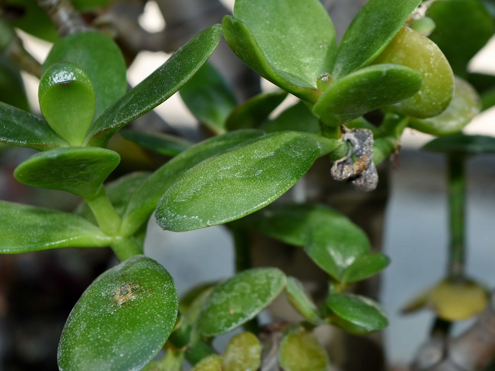 Nikon D5500 sample photo. Branch, leaf, nature, plant photography