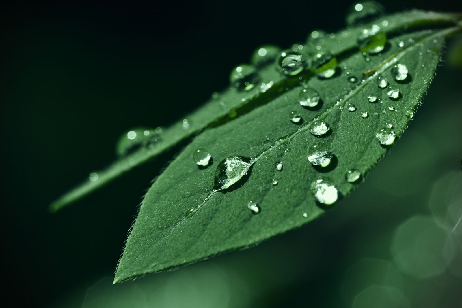 Canon EOS M5 + Canon EF 100mm F2.8L Macro IS USM sample photo. Leaf, drip, green photography