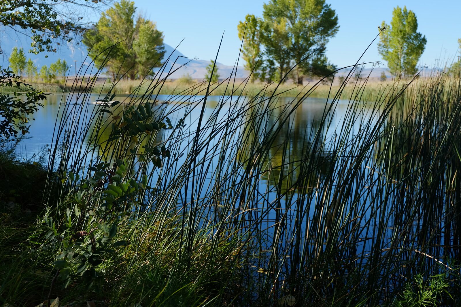 Fujifilm X-A1 sample photo. Reeds, plants, pond photography