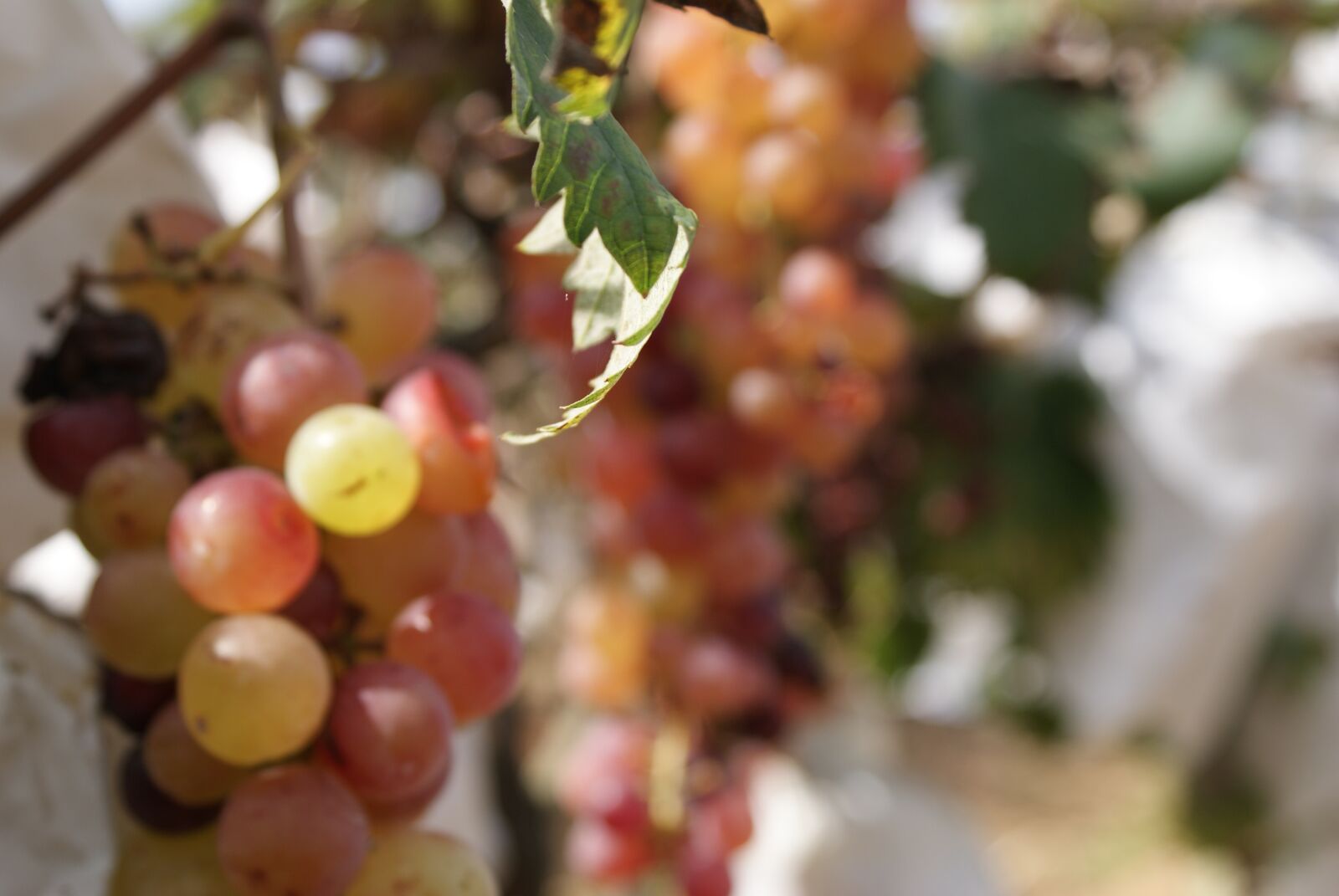 Sony Alpha DSLR-A200 sample photo