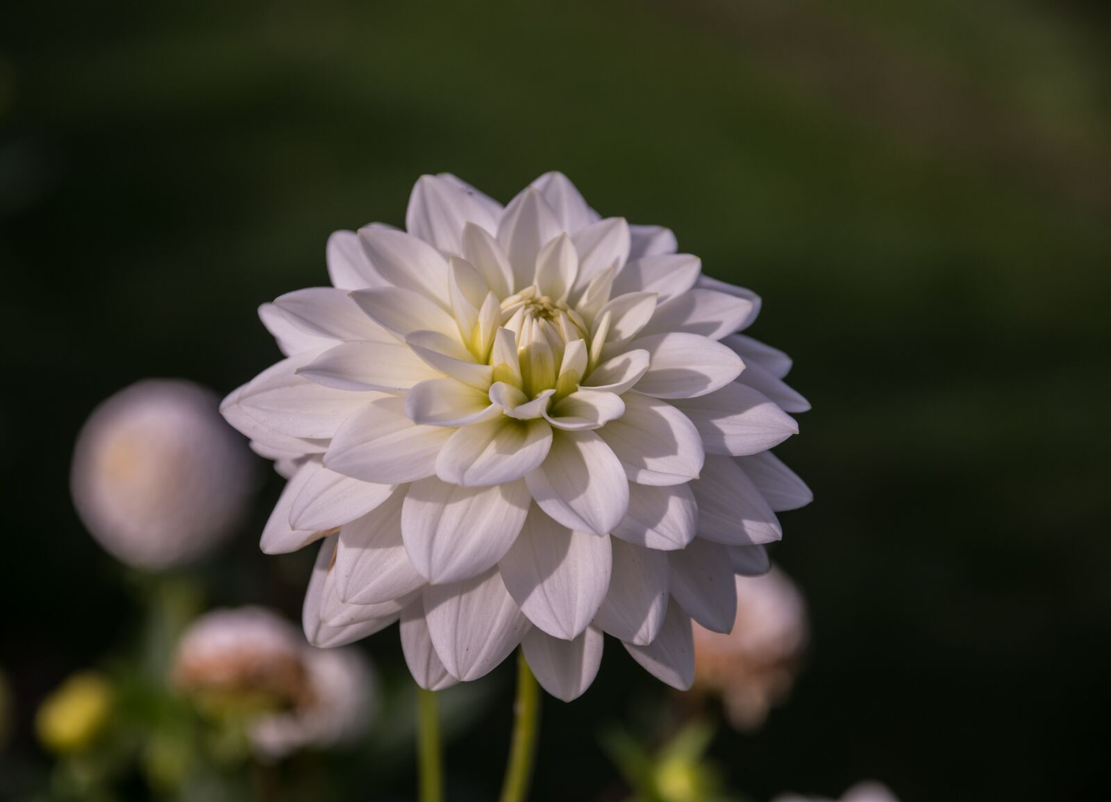 Pentax K-3 sample photo. Dahlia, flower, blossom photography