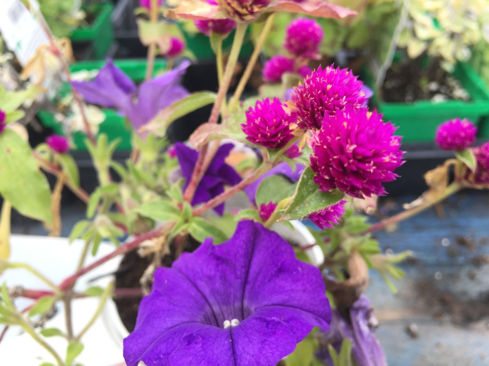 iPhone 6 back camera 4.15mm f/2.2 sample photo