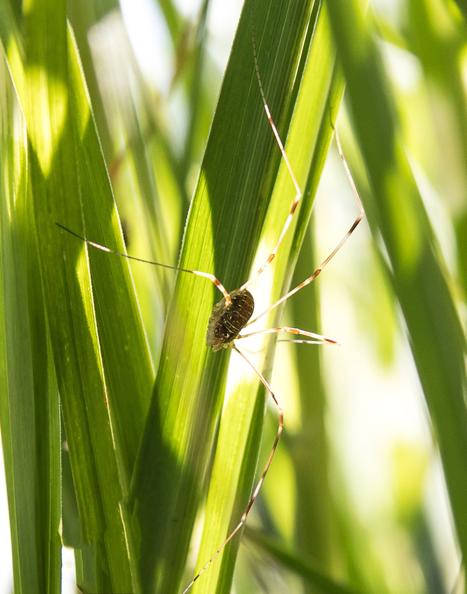 Canon EOS 80D sample photo. Spider, animal, insect photography