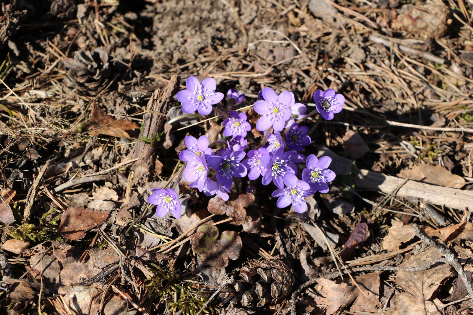 Canon EOS 750D (EOS Rebel T6i / EOS Kiss X8i) sample photo. Nature, plant, outdoors photography