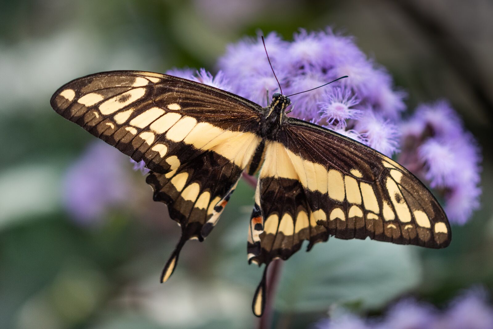 Nikon D810 sample photo. Butterfly, swallowtail, insect photography
