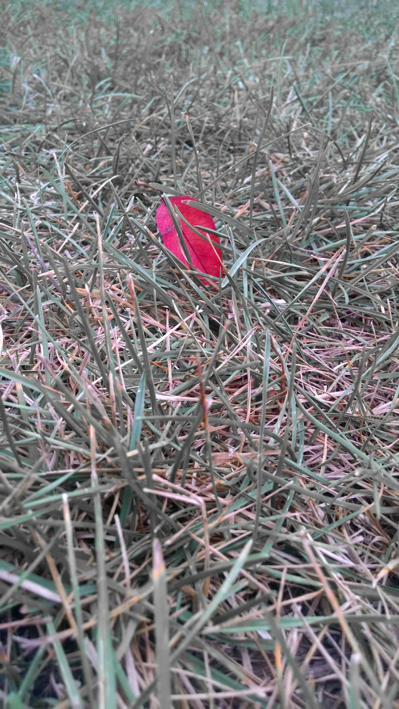 Motorola Moto X (1st Gen) sample photo. Grass, leaf photography